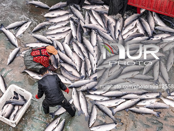 A worker is cleaning Black carp in Huai'an, China, on January 14, 2024. (