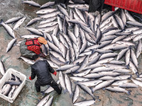 A worker is cleaning Black carp in Huai'an, China, on January 14, 2024. (