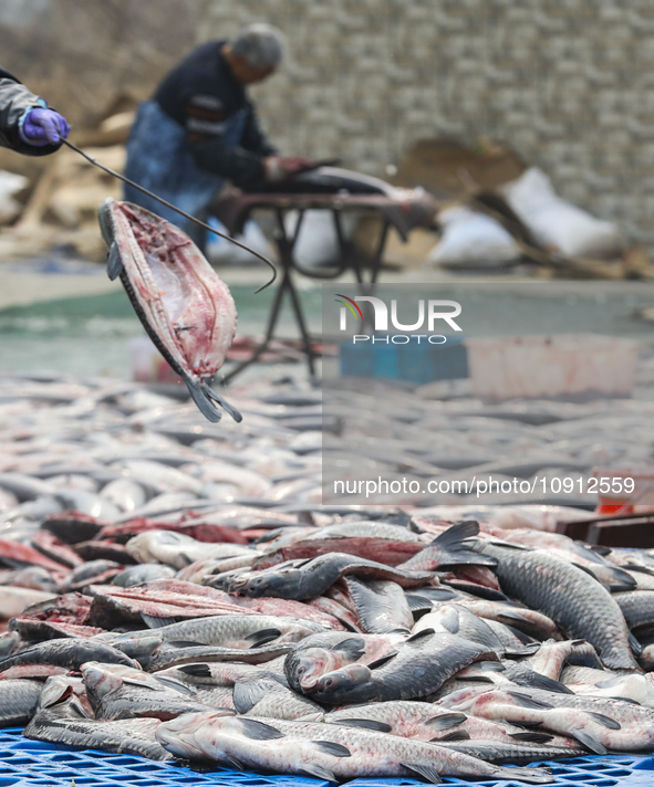 A worker is cleaning Black carp in Huai'an, China, on January 14, 2024. 