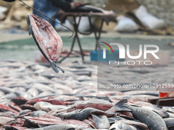 A worker is cleaning Black carp in Huai'an, China, on January 14, 2024. (