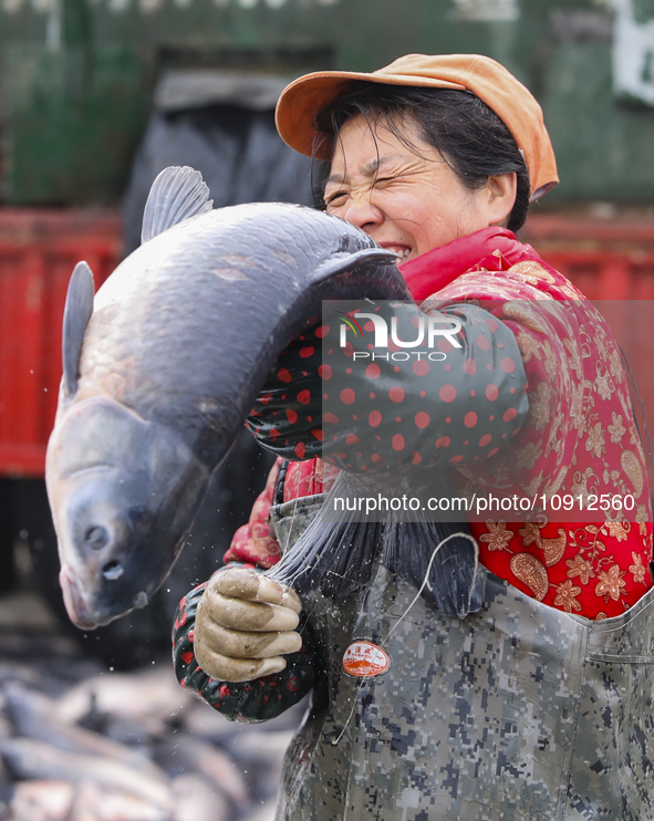 A worker is cleaning Black carp in Huai'an, China, on January 14, 2024. 