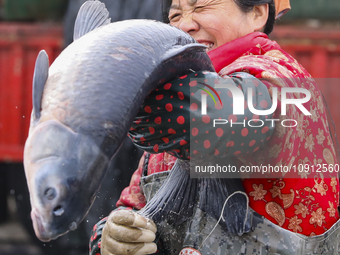 A worker is cleaning Black carp in Huai'an, China, on January 14, 2024. (