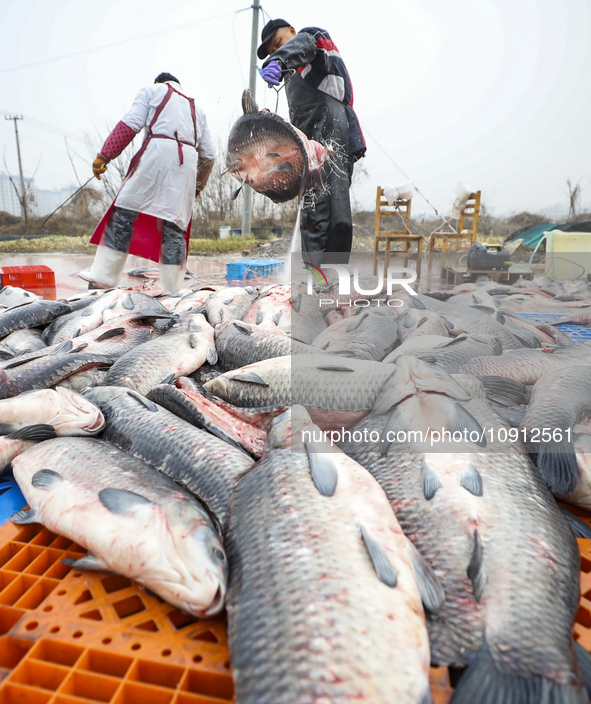 A worker is cleaning Black carp in Huai'an, China, on January 14, 2024. 