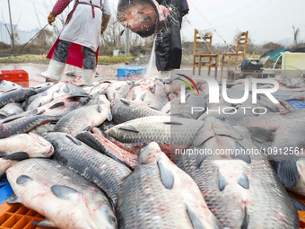 A worker is cleaning Black carp in Huai'an, China, on January 14, 2024. (