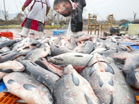 A worker is cleaning Black carp in Huai'an, China, on January 14, 2024. (