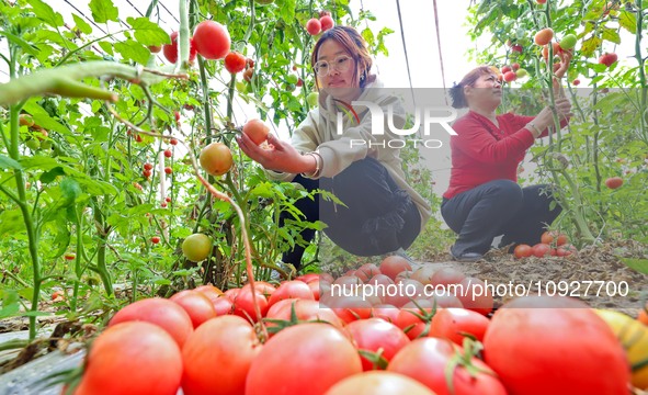 Farmers are picking ripe tomatoes in a greenhouse for growing vegetables in Zhangye, China, on January 20, 2024. 