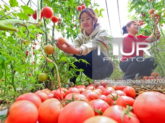 Farmers are picking ripe tomatoes in a greenhouse for growing vegetables in Zhangye, China, on January 20, 2024. (