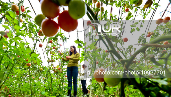 Farmers are picking ripe tomatoes in a greenhouse for growing vegetables in Zhangye, China, on January 20, 2024. 