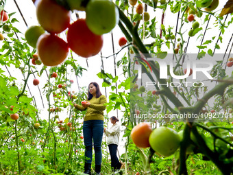 Farmers are picking ripe tomatoes in a greenhouse for growing vegetables in Zhangye, China, on January 20, 2024. (