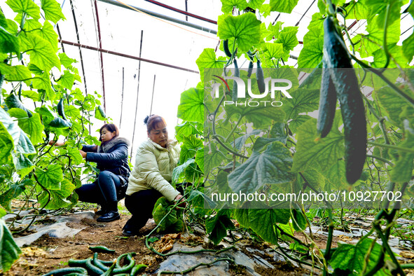 Farmers are picking ripe watermelons at a greenhouse for growing vegetables in Zhangye, China, on January 20, 2024. 