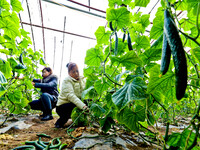 Farmers are picking ripe watermelons at a greenhouse for growing vegetables in Zhangye, China, on January 20, 2024. (