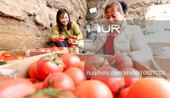 Farmers are sorting and packing picked tomatoes at a greenhouse for growing vegetables in Zhangye, China, on January 20, 2024. 