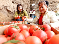 Farmers are sorting and packing picked tomatoes at a greenhouse for growing vegetables in Zhangye, China, on January 20, 2024. (