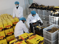 A worker is packing sauces at a soy sauce factory in Lianyungang, China, on January 24, 2024. (