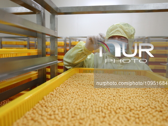 A worker is working on a drug production line at the production workshop of a pharmaceutical company in Meishan, China, on January 30, 2024....