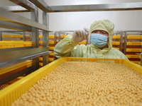 A worker is working on a drug production line at the production workshop of a pharmaceutical company in Meishan, China, on January 30, 2024....