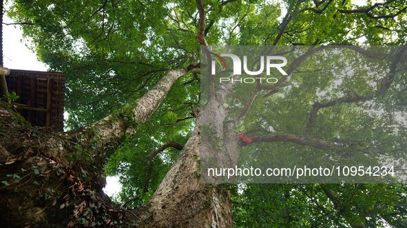 A photo taken in Enshi, China, on January 27, 2024, is showing the millennium Zhennan Tree group in the Enshi Tujia and Miao Autonomous Pref...