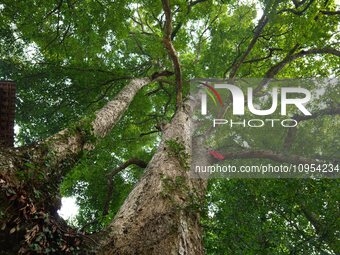 A photo taken in Enshi, China, on January 27, 2024, is showing the millennium Zhennan Tree group in the Enshi Tujia and Miao Autonomous Pref...