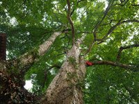 A photo taken in Enshi, China, on January 27, 2024, is showing the millennium Zhennan Tree group in the Enshi Tujia and Miao Autonomous Pref...