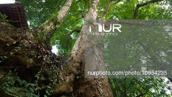 A photo taken in Enshi, China, on January 27, 2024, is showing the millennium Zhennan Tree group in the Enshi Tujia and Miao Autonomous Pref...