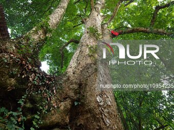 A photo taken in Enshi, China, on January 27, 2024, is showing the millennium Zhennan Tree group in the Enshi Tujia and Miao Autonomous Pref...