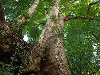 A photo taken in Enshi, China, on January 27, 2024, is showing the millennium Zhennan Tree group in the Enshi Tujia and Miao Autonomous Pref...