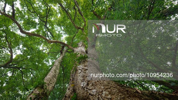 A photo taken in Enshi, China, on January 27, 2024, is showing the millennium Zhennan Tree group in the Enshi Tujia and Miao Autonomous Pref...