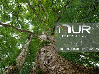 A photo taken in Enshi, China, on January 27, 2024, is showing the millennium Zhennan Tree group in the Enshi Tujia and Miao Autonomous Pref...