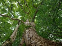 A photo taken in Enshi, China, on January 27, 2024, is showing the millennium Zhennan Tree group in the Enshi Tujia and Miao Autonomous Pref...