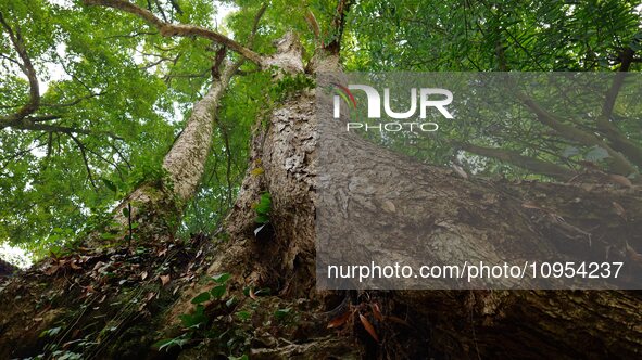 A photo taken in Enshi, China, on January 27, 2024, is showing the millennium Zhennan Tree group in the Enshi Tujia and Miao Autonomous Pref...