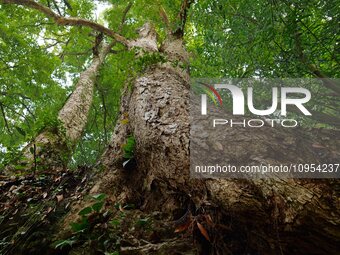 A photo taken in Enshi, China, on January 27, 2024, is showing the millennium Zhennan Tree group in the Enshi Tujia and Miao Autonomous Pref...