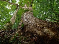 A photo taken in Enshi, China, on January 27, 2024, is showing the millennium Zhennan Tree group in the Enshi Tujia and Miao Autonomous Pref...