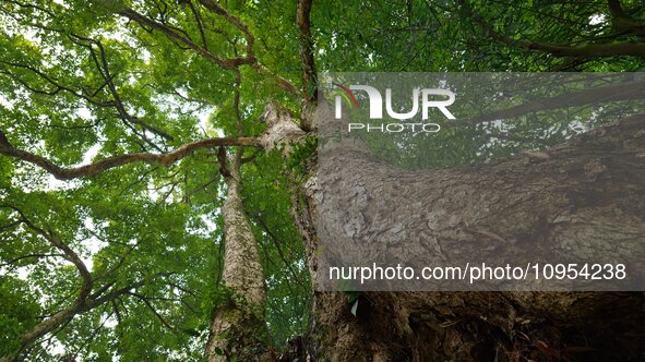 A photo taken in Enshi, China, on January 27, 2024, is showing the millennium Zhennan Tree group in the Enshi Tujia and Miao Autonomous Pref...