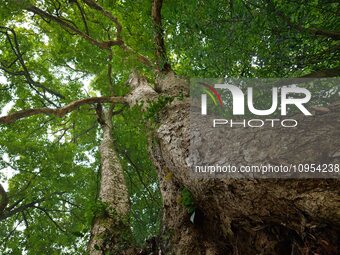 A photo taken in Enshi, China, on January 27, 2024, is showing the millennium Zhennan Tree group in the Enshi Tujia and Miao Autonomous Pref...