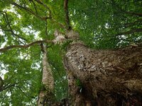 A photo taken in Enshi, China, on January 27, 2024, is showing the millennium Zhennan Tree group in the Enshi Tujia and Miao Autonomous Pref...