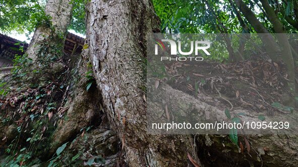 A photo taken in Enshi, China, on January 27, 2024, is showing the millennium Zhennan Tree group in the Enshi Tujia and Miao Autonomous Pref...