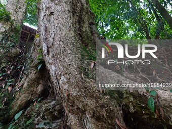 A photo taken in Enshi, China, on January 27, 2024, is showing the millennium Zhennan Tree group in the Enshi Tujia and Miao Autonomous Pref...