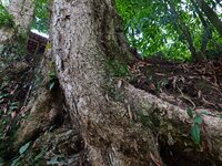 A photo taken in Enshi, China, on January 27, 2024, is showing the millennium Zhennan Tree group in the Enshi Tujia and Miao Autonomous Pref...