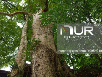 A photo taken in Enshi, China, on January 27, 2024, is showing the millennium Zhennan Tree group in the Enshi Tujia and Miao Autonomous Pref...