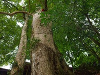 A photo taken in Enshi, China, on January 27, 2024, is showing the millennium Zhennan Tree group in the Enshi Tujia and Miao Autonomous Pref...