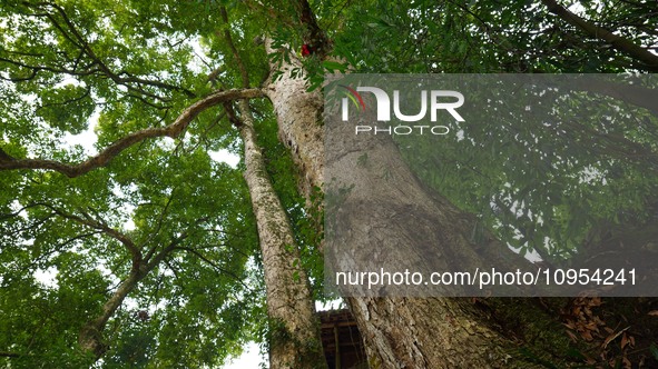 A photo taken in Enshi, China, on January 27, 2024, is showing the millennium Zhennan Tree group in the Enshi Tujia and Miao Autonomous Pref...