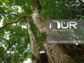 A photo taken in Enshi, China, on January 27, 2024, is showing the millennium Zhennan Tree group in the Enshi Tujia and Miao Autonomous Pref...