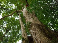 A photo taken in Enshi, China, on January 27, 2024, is showing the millennium Zhennan Tree group in the Enshi Tujia and Miao Autonomous Pref...