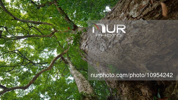 A photo taken in Enshi, China, on January 27, 2024, is showing the millennium Zhennan Tree group in the Enshi Tujia and Miao Autonomous Pref...