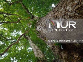 A photo taken in Enshi, China, on January 27, 2024, is showing the millennium Zhennan Tree group in the Enshi Tujia and Miao Autonomous Pref...