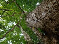 A photo taken in Enshi, China, on January 27, 2024, is showing the millennium Zhennan Tree group in the Enshi Tujia and Miao Autonomous Pref...