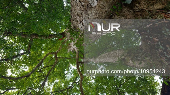 A photo taken in Enshi, China, on January 27, 2024, is showing the millennium Zhennan Tree group in the Enshi Tujia and Miao Autonomous Pref...