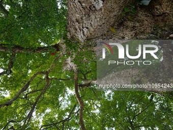 A photo taken in Enshi, China, on January 27, 2024, is showing the millennium Zhennan Tree group in the Enshi Tujia and Miao Autonomous Pref...