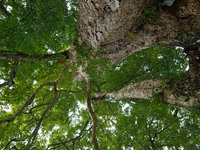 A photo taken in Enshi, China, on January 27, 2024, is showing the millennium Zhennan Tree group in the Enshi Tujia and Miao Autonomous Pref...