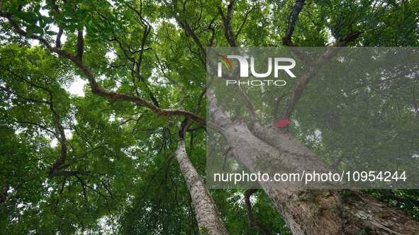 A photo taken in Enshi, China, on January 27, 2024, is showing the millennium Zhennan Tree group in the Enshi Tujia and Miao Autonomous Pref...